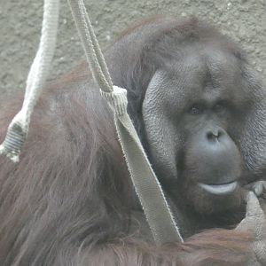 Bornean Orangutan male