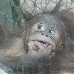 Young Sumatran Orangutan