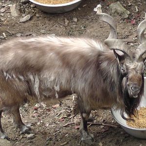 Markhor, Darjeeling Zoo