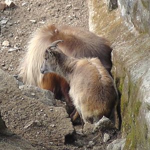 Himalayan Tahr, Darjeeling Zoo