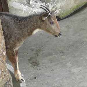 Himalayan Goral, Darjeeling Zoo
