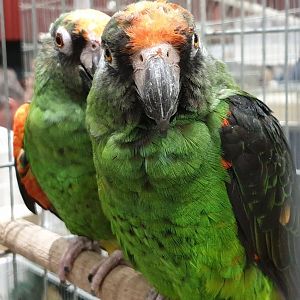 Red-fronted parrots
