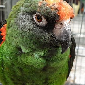 Red-fronted parrot