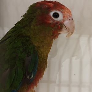 Rose-headed parakeet - Pyrrhura rhodocephala