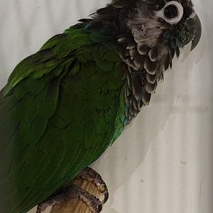 Pearly parakeet - Pyrrhura lepida