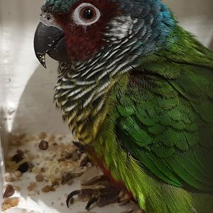 Emma parakeet - Pyrrhura leucotis emma