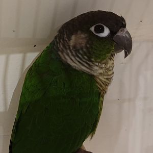 Green-cheeked parakeet - Pyrrhura molinae