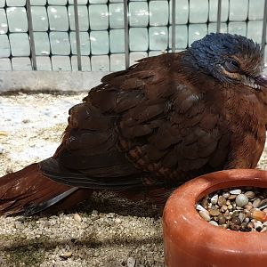 Blue-headed wood-dove - Turtur brehmeri