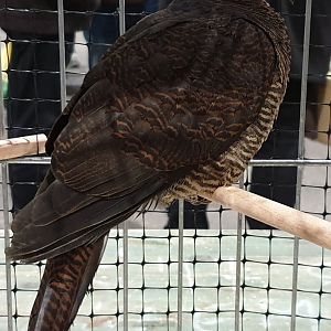 Barred cuckoo-dove - Macropygia unchall - female