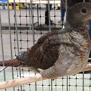 Barred cuckoo-dove - Macropygia unchall - male