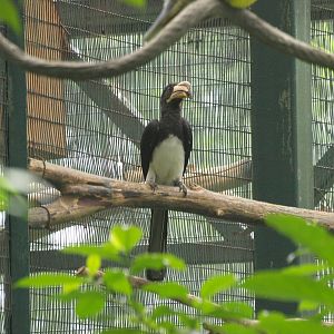 African Pied hornbill