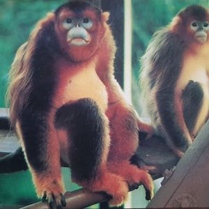 Golden Monkeys postcard from 1987
