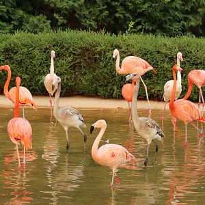 A flock of Flamingos