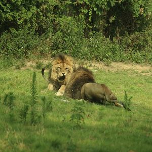 Lions fighting over a meal