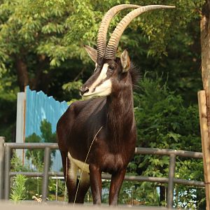 Sable Antelope