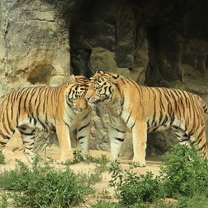 Siberian Tigers - both male