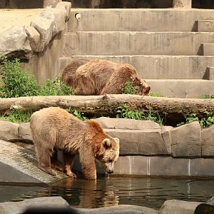 Brown Bear family