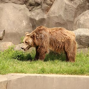 Brown Bear