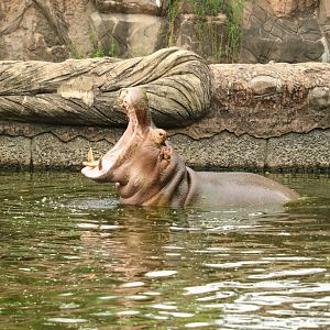 Hippopotamus