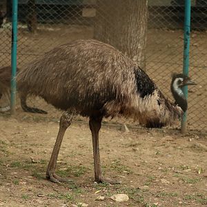 Emu