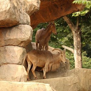 Barbary Sheeps
