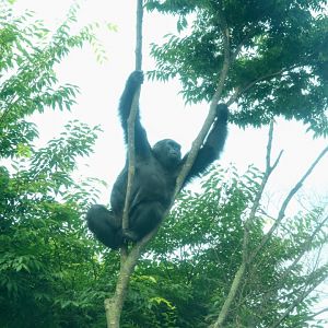 Western Lowland Gorilla