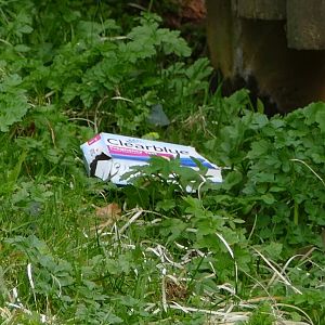 Orangutan enrichment #1, March 2020