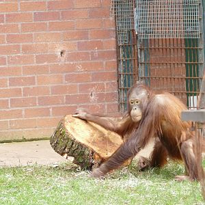 Orangutan enrichment #2, March 2020