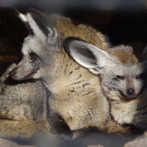 Bat-eared Fox