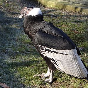 Andean Condor