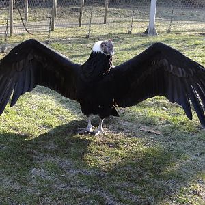 Andean Condor