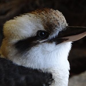Laughing Kookaburra