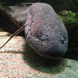 West African Lungfish (Protopterus annectens)