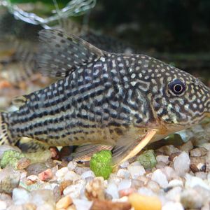 Sterba's Corydoras (Corydoras sterbai)