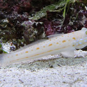 Maiden Goby (Valenciennea puellaris)