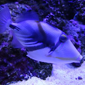 Picassofish (Rhinecanthus aculeatus)