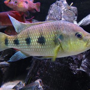 Banded Jewel Cichlid (Hemichromis elongatus)