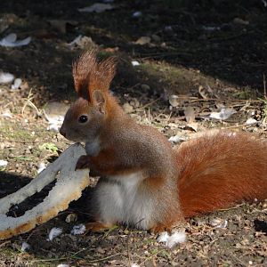 Red Squirrel