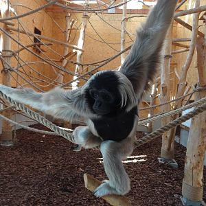 Pileated Gibbon