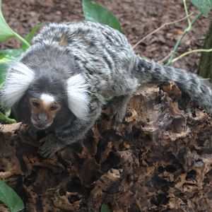 Common Marmoset