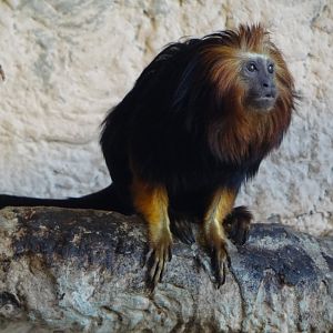 Golden-headed Lion Tamarin