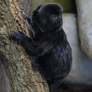 Goeldi's Marmoset