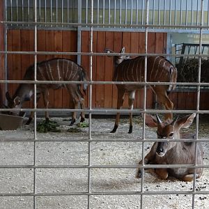 Inside Antelope house