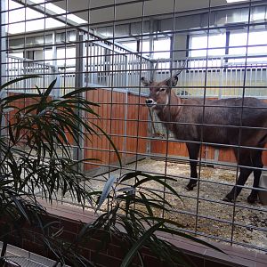 Inside Antelope house
