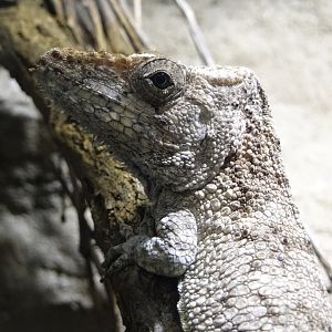 Western Bearded Anole (Anolis Barbatus)
