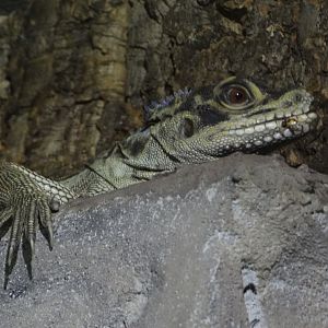 Philippine Sail-finned Water Dragon (Hydrosaurus amboinensis)