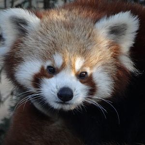Red Panda
