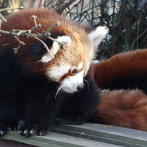 Red Panda