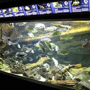 African river aquarium