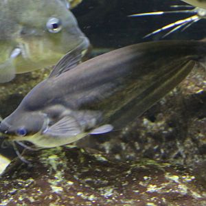 Silver catfish - Schilbe intermedius